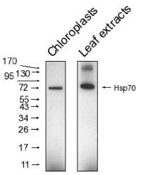 HSP70 | Heat shock protein 70 (chloroplastic) in the group Antibodies Plant/Algal / Environmental Stress / Heat shock at Agrisera AB (Antibodies for research) (AS08 348)